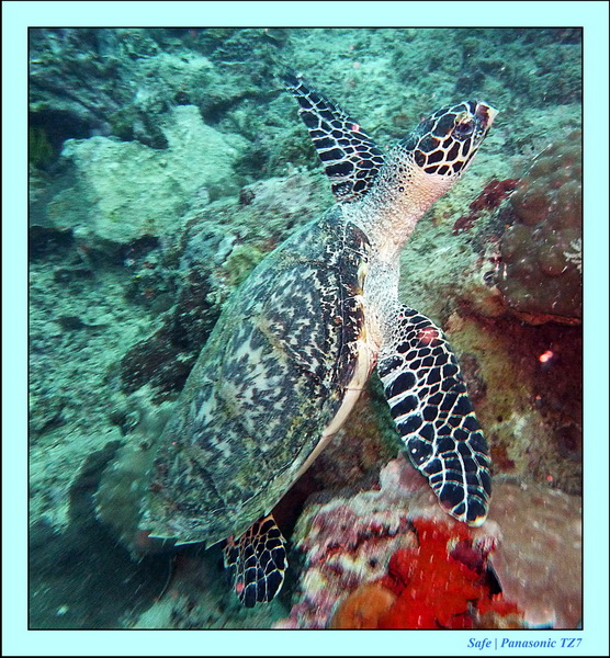 2011 - 08 - Borneo - Mantabuan 26